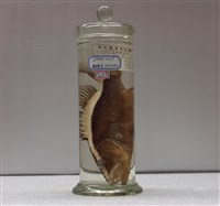 藏品(琉璃紫鱸)的圖片